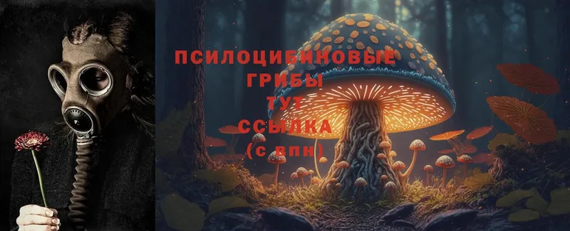 Галлюциногенные грибы Psilocybe  Белинский 